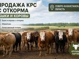 Продам коров и быков с откорма - photo 1