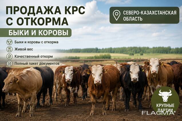 Продам коров и быков с откорма