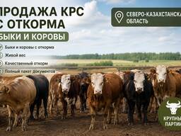 Продам коров и быков с откорма