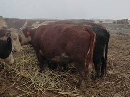 Продам коровы 120 голов не стелные на мяса