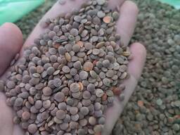 Продам красную чечевицу