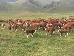 ПРОДАМ Крестьянское хозяйство с землей 100 Га в частной собственности