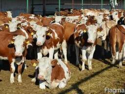 Продам КРС, бычки 2017 года