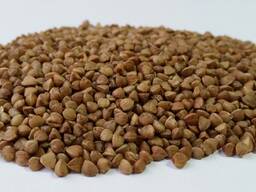 Крупа гречневая Евросертификат (греча, гречка), 1ый сорт, ядрица, ГОСТ