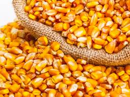 Продам Кукурузу