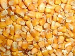 Продам кукурузу кормовую