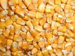 Продам кукурузу кормовую