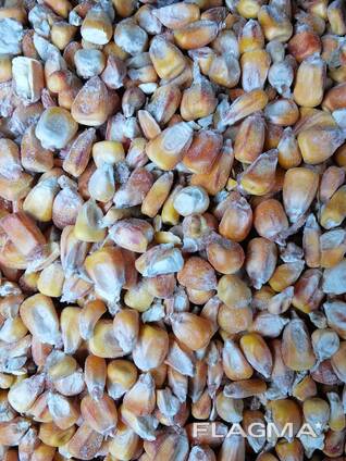 Продам Кукурузу , Пшеницу , Муку