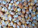 Продам Кукурузу , Пшеницу , Муку - photo 3