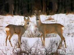 Продам лесное -охотничье хозяйство УКраина