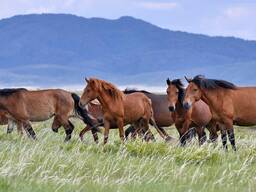 Продам лошадей косяками