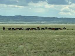 Продам лошадей(үйір, табун, табын, )
