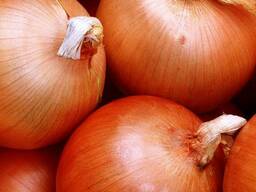 Продам лук оптом