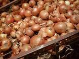 Продам лук репчатый - фото 1