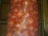 Продам лук репчатый - фото 2