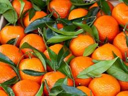 Продам мандарины