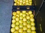 Продам яблоки молдавский голден на Казахстан - photo 2