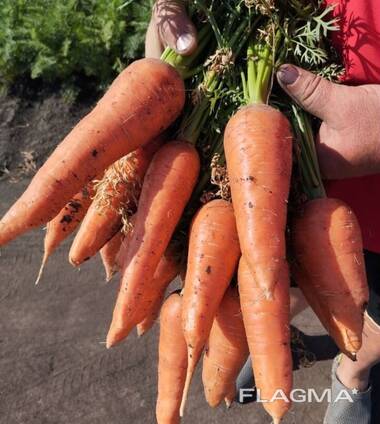 Продам морковь сорт Абако, Каспий, Каскад, оптом от 22 тонн