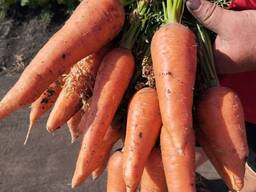 Продам морковь сорт Абако, Каспий, Каскад, оптом от 22 тонн