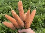 Продам морковь сорт Абако, Каспий, Каскад, оптом от 22 тонн - фото 5