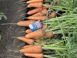 Продам морковь сорт Абако, Каспий, Каскад, оптом от 22 тонн - фото 6