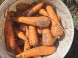 Продам морковь оптом Казахстан - фото 1