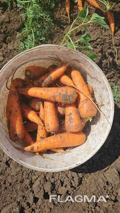 Продам морковь оптом Казахстан