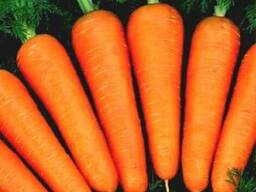 Продам Морковь товарную сорт "Абако"