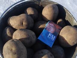 Продам оптом картофель