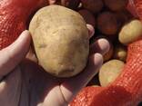 Продам оптом картофель - фото 1