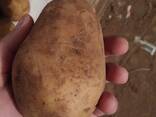 Продам оптом картофель - фото 2