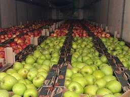 Продам оптом от производителя яблоки и груша конференция Бельгия и Голландия
