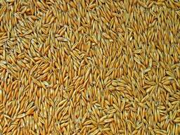 Продам овес на экспорт / Сұлы / 大量供应燕麦 / Oats for Export