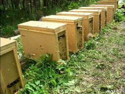 Продам пчёл