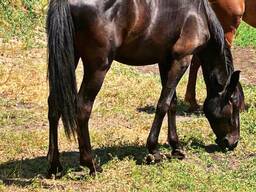 Продам породистую лошадь