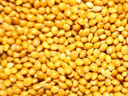 Продам просо на экспорт / Тары / 大量供应小米 / Millet