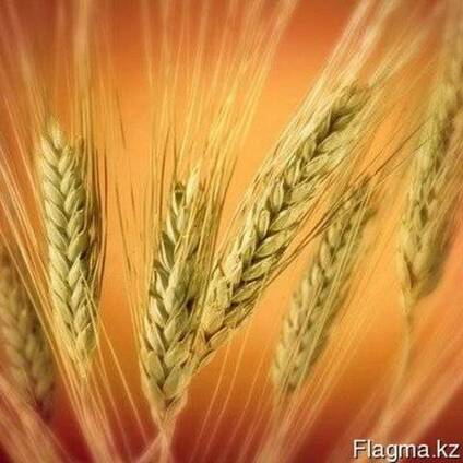 Продам пшеницу 4,5 класса,ячмень,овес,отруби,комбикорм