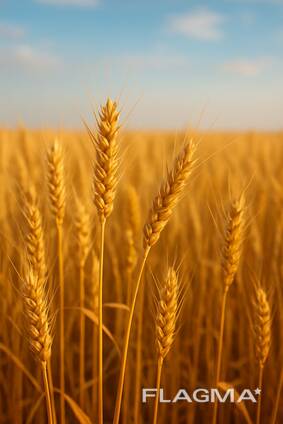 Продам пшеницу 4 класса