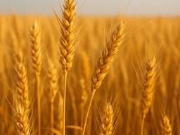 Продам пшеницу 4 класса