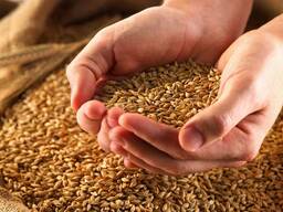 Продам пшеницу, лён, рапс, горцицу, гречиху, чечевицу на экспорт в узбекистан