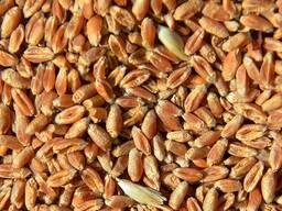 Продам пшеницу мягкую 3 кл