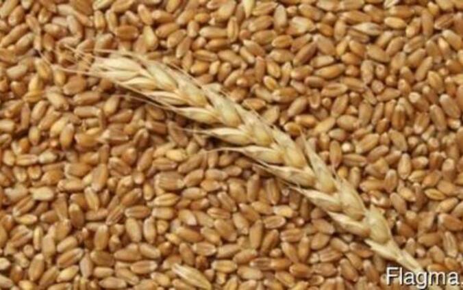 Продам пшеницу мягкую: 3 класс, клейковина 26% г.Житикара