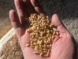 Продам - Пшеницу, Ячмень, Сафлор, Соя, Лён - фото 3