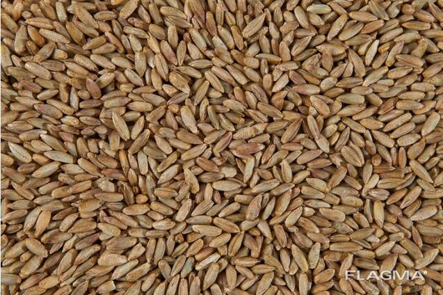 Продам рожь