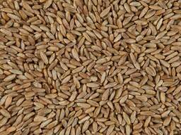 Продам рожь