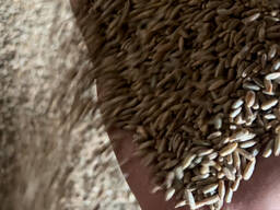 Продам Рожь 350 т(Қара бидай)