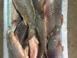 Продам рыбу , Сазан оптом.