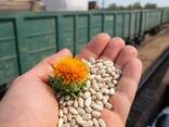 Куплю семена сафлора льна от кх. с места/элеватора хорошего качества - фото 1