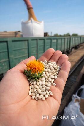 Куплю семена сафлора льна от кх. с места/элеватора хорошего качества