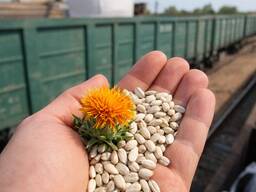 Куплю семена сафлора льна от кх. с места/элеватора хорошего качества